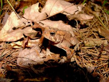 nature's camouflage by kaptainp1anet on DeviantArt