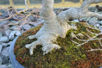 Nebari of maple bonsai tree
