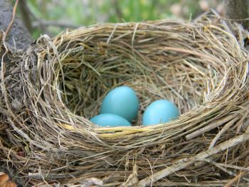 Full Nest | HAVEN