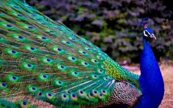 Nice click of peacock | HD Wallpapers Rocks