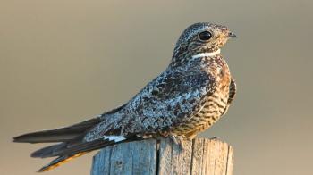 Voices: Common Nighthawk - YouTube