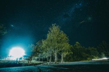 Night Photography of Tree