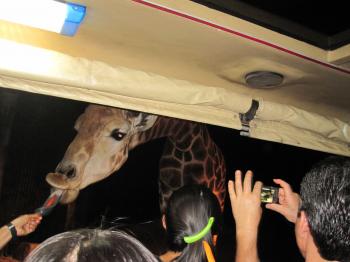 Night safari Chiang Mai