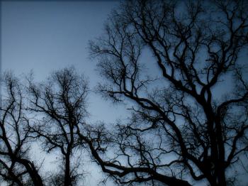 Nightmare Trees by injoy-andecstasy on DeviantArt