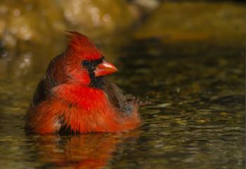 Northern Cardinal | Audubon Field Guide