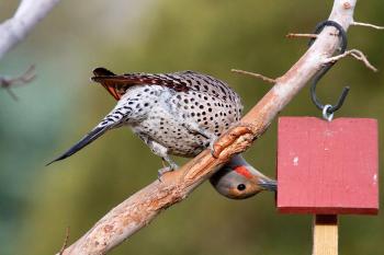 Northern Flicker | Audubon Field Guide