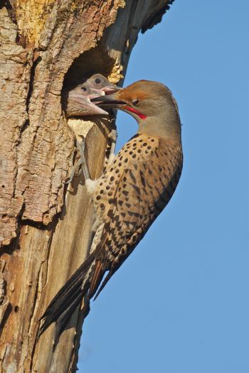 Northern Flicker, Drummer | BirdNote