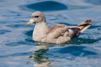 Northern Fulmar | Audubon Field Guide