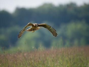 Northern Harrier Hunting