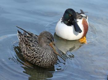 File:Northern Shoveler pair RWD14.jpg - Wikimedia Commons