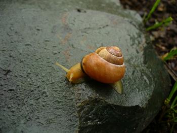 File:Snail 003.jpg - The Work of God's Children