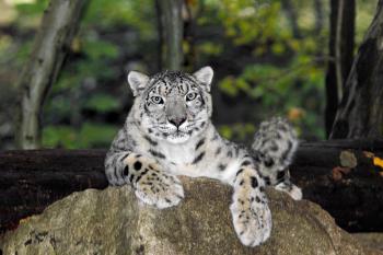 Snow leopards not so rare anymore as numbers revised upwards