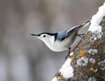 Watching for Nuthatches | Audubon North Carolina