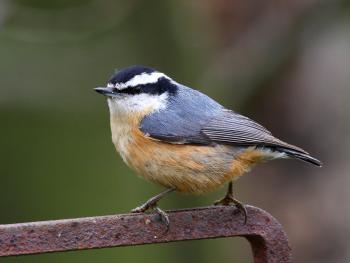 Big Red-breasted Nuthatch Irruption Year - Pennsylvania eBird