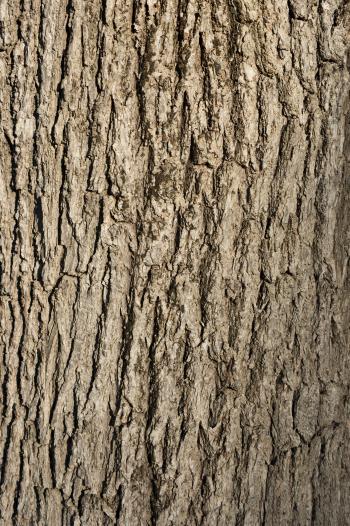 Free image of tree bark background