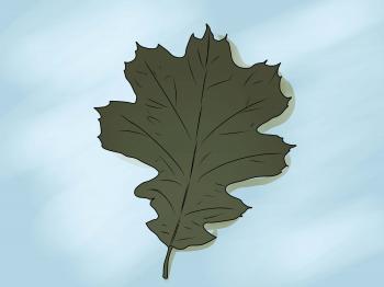How to Identify Oak Leaves (with Pictures) - wikiHow
