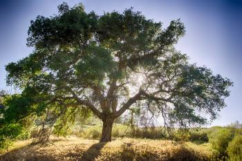 Oak Tree And Sun Free Stock Photo - Public Domain Pictures