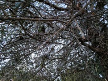 diagnosis - What is this white fungus on my oak tree? - Gardening ...