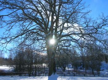 Oak Tree in winter