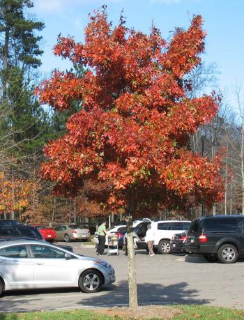 Using Georgia Native Plants: Parking Lot Oaks
