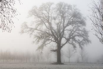 Oak Tree on a foggy morning, Oregon