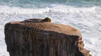 60fps - a closeup of the top of a ocean rock formation with a gannet ...