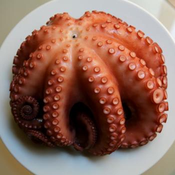 Octopus slices with sesame dipping sauce (Muneo-sukhoe: 문어숙회 ...