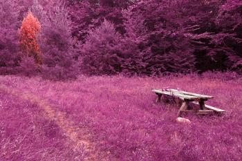 Off the Beaten Picnic Trail - Purple Pandemonium