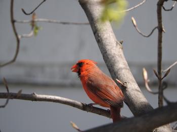 Oiseau (Cardinal Rouge) 133