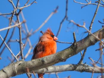 Oiseau (Cardinal Rouge) 167