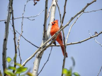 Oiseau (Cardinal Rouge) 252