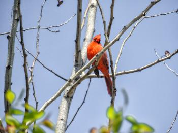 Oiseau (Cardinal Rouge) 253