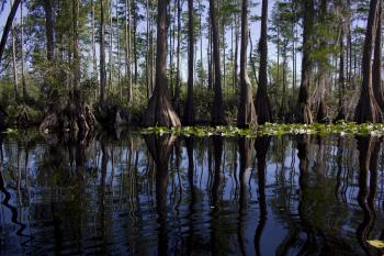 Okefenokee Swamp - Forest in Florida - Thousand Wonders