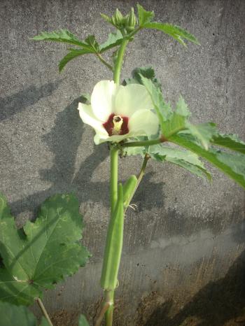 File:Okra Flower.JPG - Wikimedia Commons