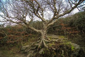Old Dry Tree