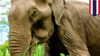 Elephant rides: 60-year-old elephant dies after rescue from tragic ...