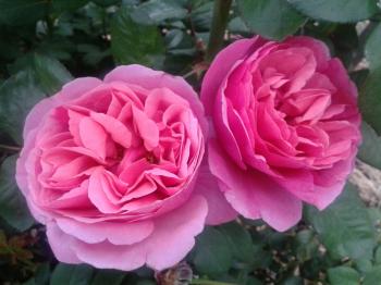 MONS. TILLIER – Old Fashioned Tea Rose with the most extraordinary ...