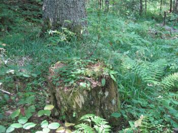 Old stump in the forest