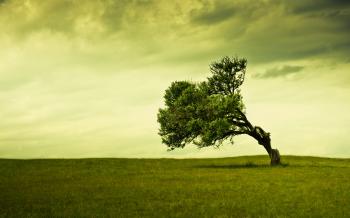 Old tree / 2560 x 1600 / Nature / Photography | MIRIADNA.COM