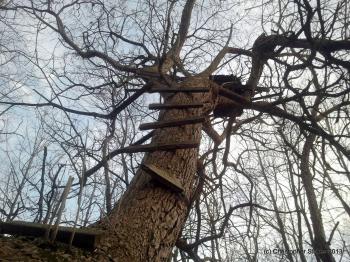 Old Tree House Found in the Woods ,Griffith Indiana - YouTube