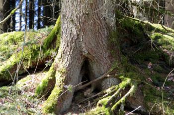 Wild Tree Roots