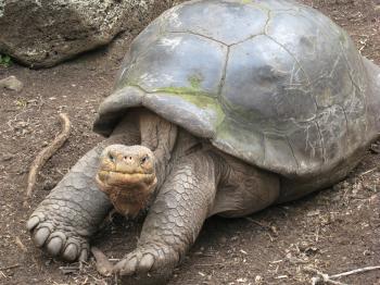 Oldest Turtles in the World – This One is 157 Years Old and Still ...