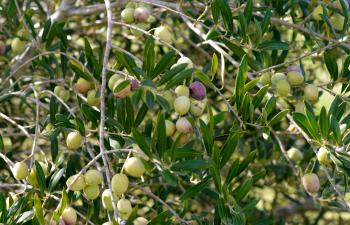 sandyoaks2016 – Sandy Oaks Orchard