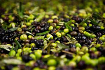 Olives of Princeton - Good food... Always.