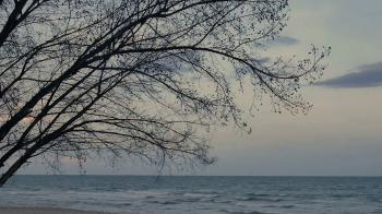 pine trees over beach, pine branch for frame with sea and sky for ...