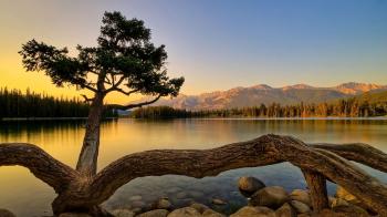 Tree On The Lake - 1920x1080
