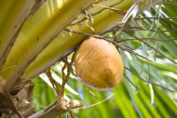 One Coconut Tree