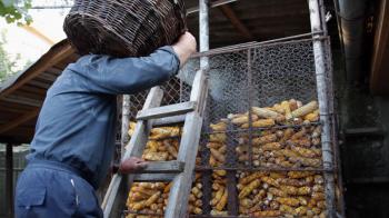 Corn crib, dried corn cobs, farm, farmer working, storage, granary ...