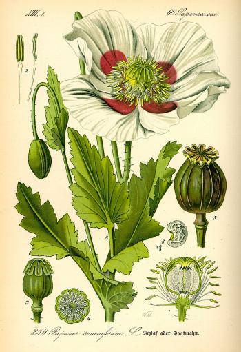 Papaver somniferum - Wikipedia
