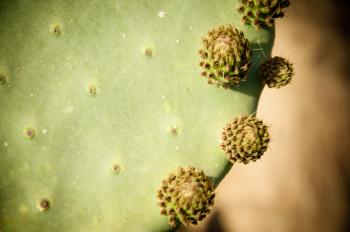 Opuntia cactus plant